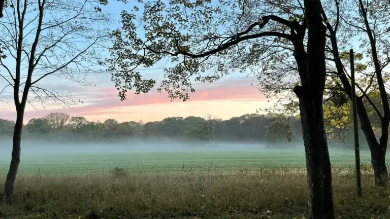 Umzug Langenhagen Stadt Park