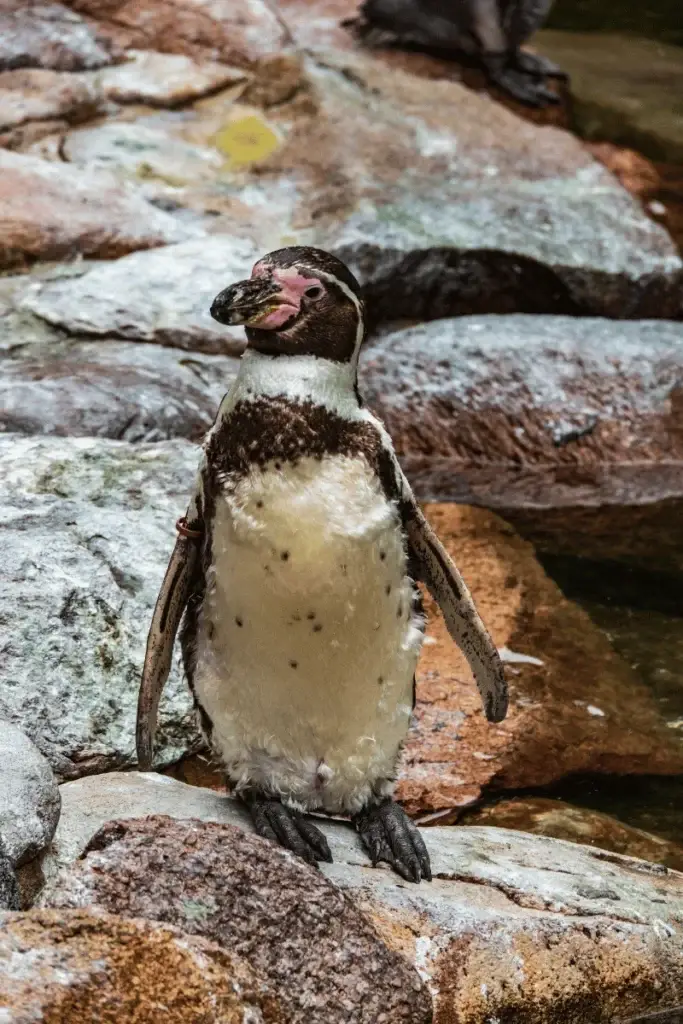 Pinguin als Ausflugsziel in der Lüneburger Heide bei Soltau